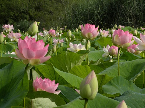 Champ de lotus début juillet à l'étang de Fontmerle