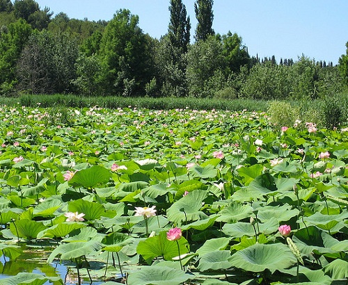 L'étang de Fontmerle à Mougins à proximité du parc de la Valmasque