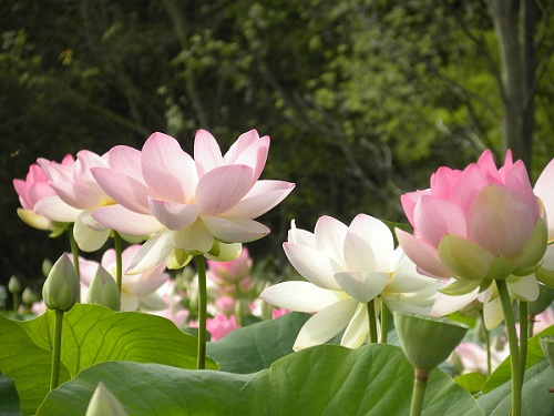 Fleur de lotus à Mougins