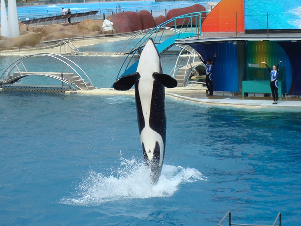 Saut d'une orque pendant un spectacle à Marineland Antibes