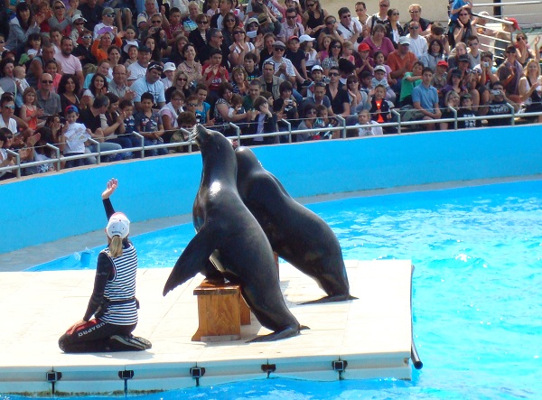 Deux otaries pendant un spectacle à Marineland