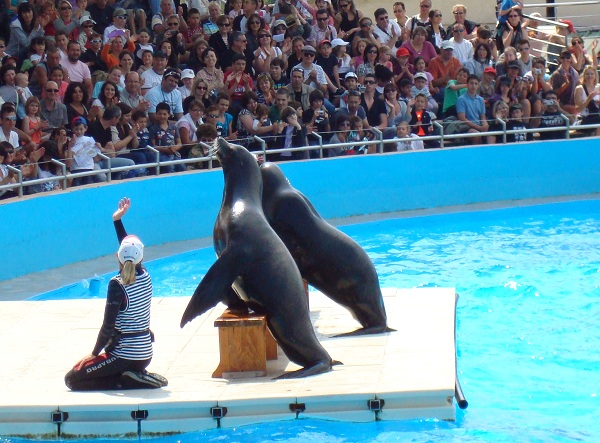 Deux otaries pendant un spectacle à Marineland