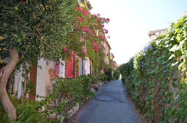 Le Safranier en fleur depuis le bas de la rue du Haut Safranier