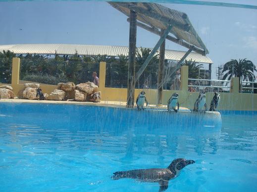 Un spectacle au Marineland d'Antibes